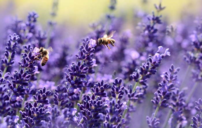 Heilung aus dem Bienenstock