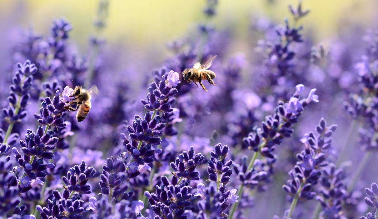 Heilung aus dem Bienenstock