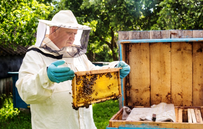 Unser großer Bienen Ratgeber - Das sollten Sie wissen Unser großer Bienen Ratgeber - Das sollten Sie wissen