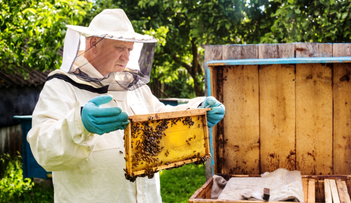 Unser großer Bienenratgeber - Das sollten Sie wissen