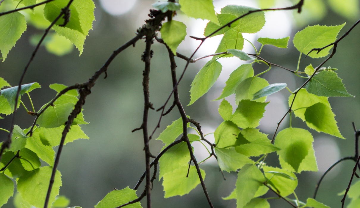 Birke: Ein Baum für die Entschlackung