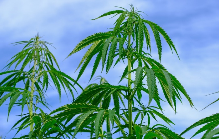 Medizinischer Cannabis aus der Apotheke – ein Meilenstein in der Entwicklung Medizinischer Cannabis aus der Apotheke – ein Meilenstein in der Entwicklung