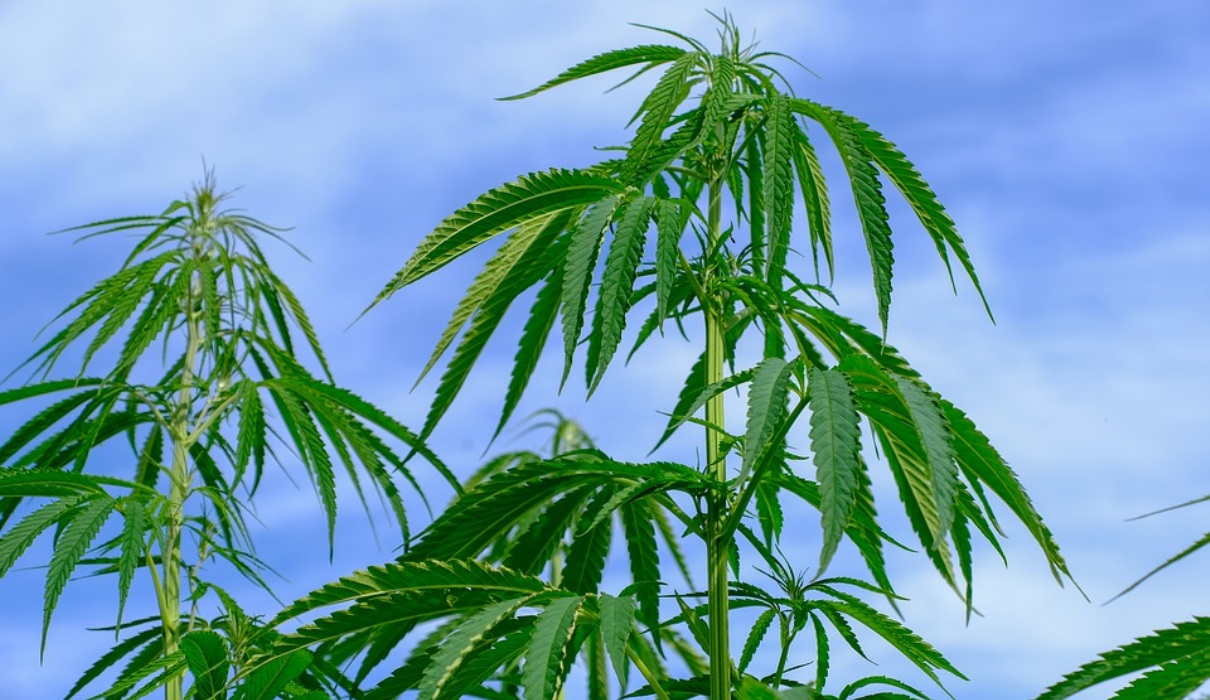 Medizinischer Cannabis aus der Apotheke – ein Meilenstein in der Entwicklung Medizinischer Cannabis aus der Apotheke – ein Meilenstein in der Entwicklung