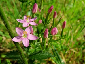 Tausendgüldenkraut