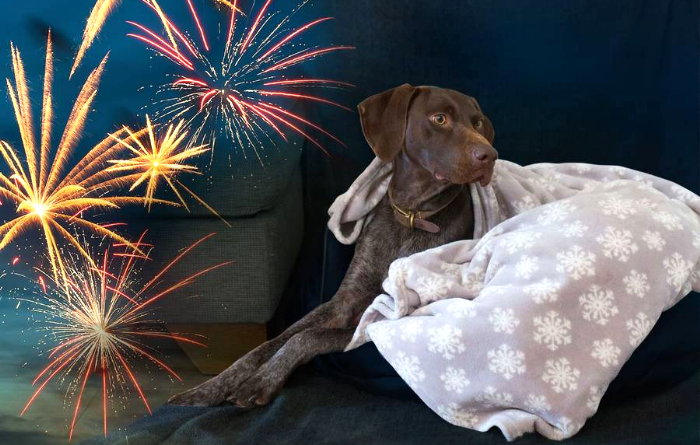Keine Panik bei Feuerwerk und Böllern