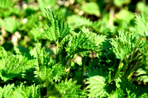 Urtica urens, (Brennessel) Urtica urens, (Brennessel)