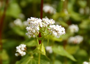 Buchweizenkraut