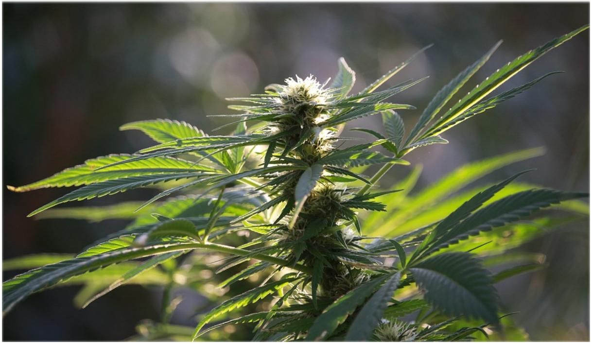 CBD CBD