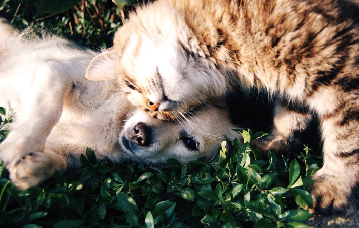 Wie wirksam ist CBD für Tiere?