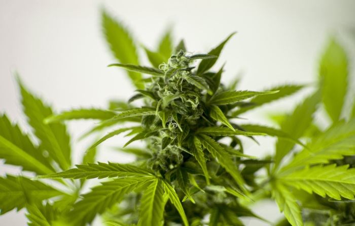 Cannabis für die eigene Gesundheit – Ist es wirklich der Fall? 