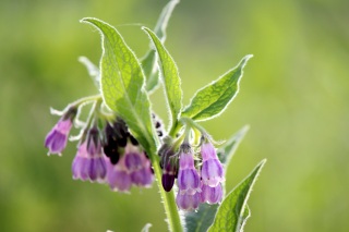 Beinwell: Heilpflanze Symphytum officinale L. Beinwell: Heilpflanze Symphytum officinale L.
