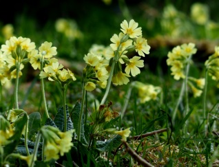 Schlüsselblume: Heilpflanze Primula veris L. Schlüsselblume: Heilpflanze Primula veris L.
