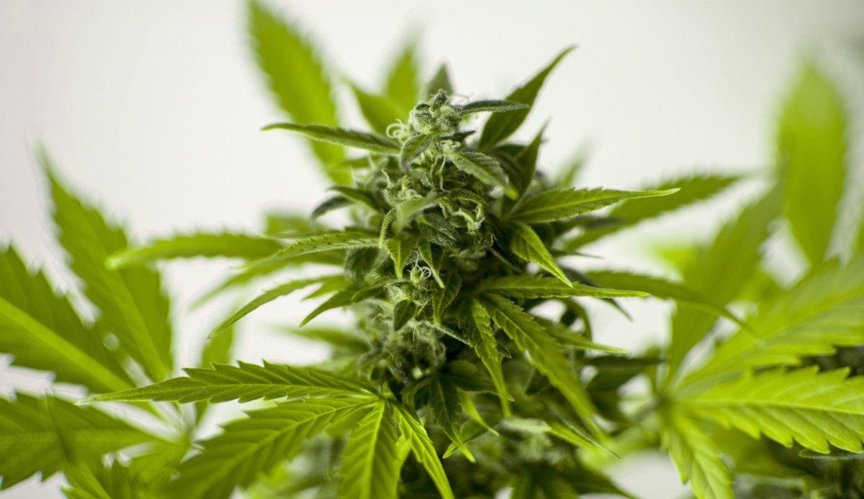 Cannabis für die eigene Gesundheit – Ist es wirklich der Fall?