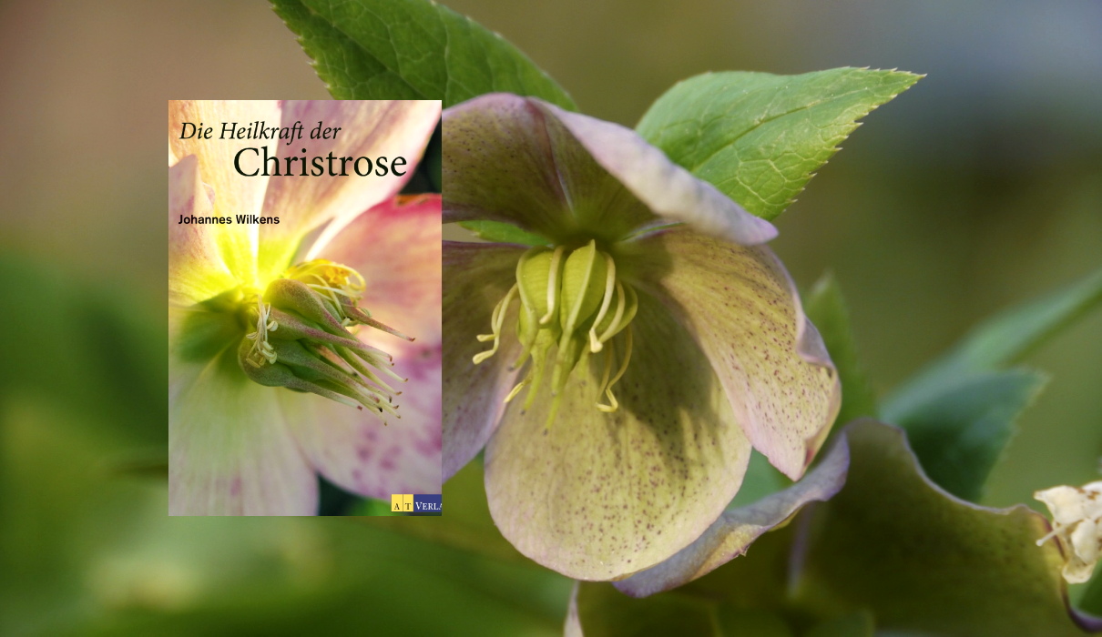 Die Heilkraft Christrose Die Heilkraft Christrose
