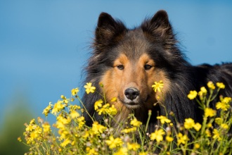 Arthrose bei Hunden