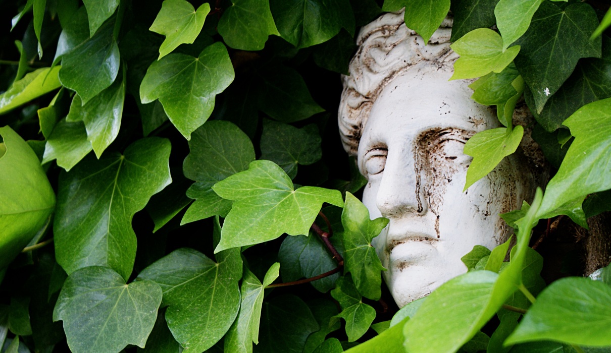glanzmispel wie hoch immergrüne Glanzmispel Photinia fras… main image 1