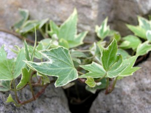 Efeu (Hedera helix L.)