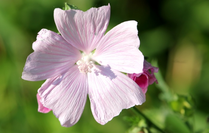 Eibisch: Heilpflanze Althaea officinalis L.