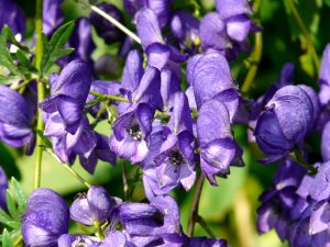 Aconitum