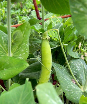 Erbsen im Gemüsegarten