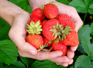 Erdbeeren aus heimischen Anbau
