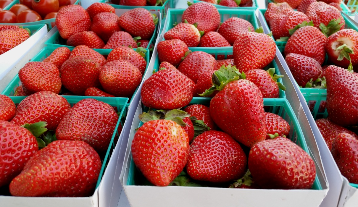 Landwirtschaft in Spanien: Erdbeeren unter Ermittlung