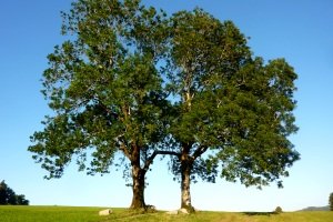 Gesund Wohnen mit Naturholzmöbeln