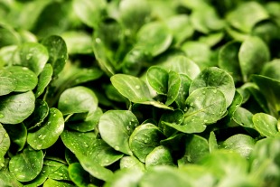 Feldsalat - der König der Salate Feldsalat - der König der Salate