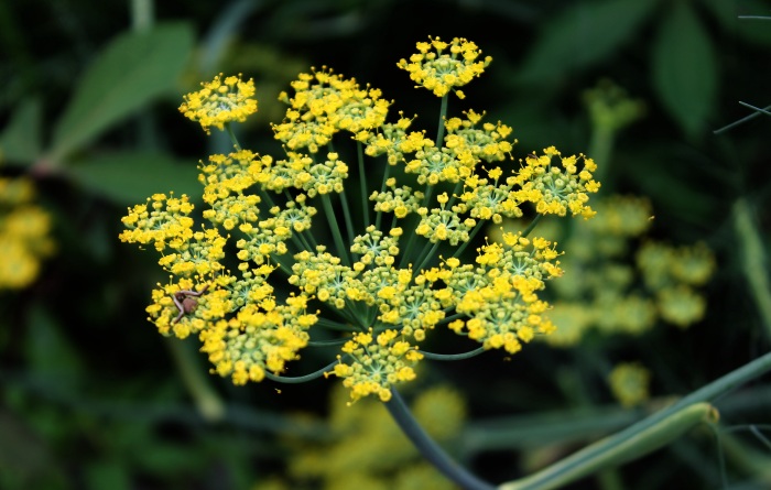Fenchel - der Klassiker der Pflanzenheilkunde