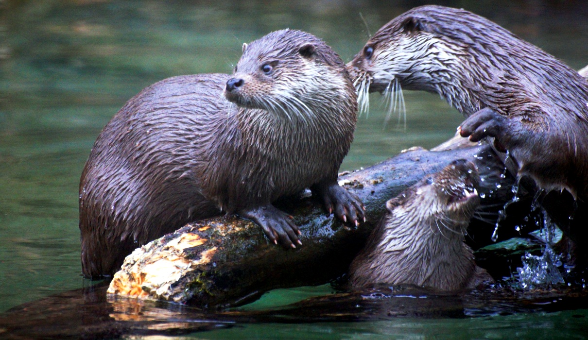 Die Rückkehr der Fischotter Die Rückkehr der Fischotter