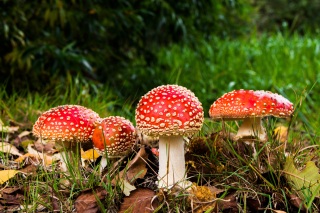 Fliegenpilz - Agaricus Fliegenpilz - Agaricus