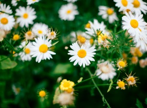 Gänseblümchen Gänseblümchen
