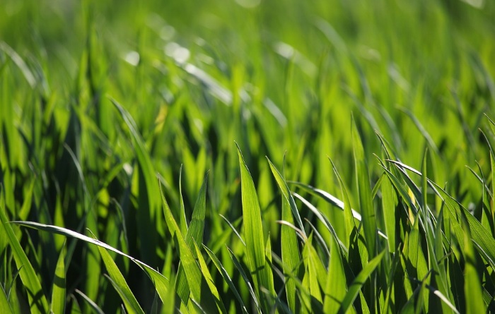 Warum man Gerstengras essen sollte