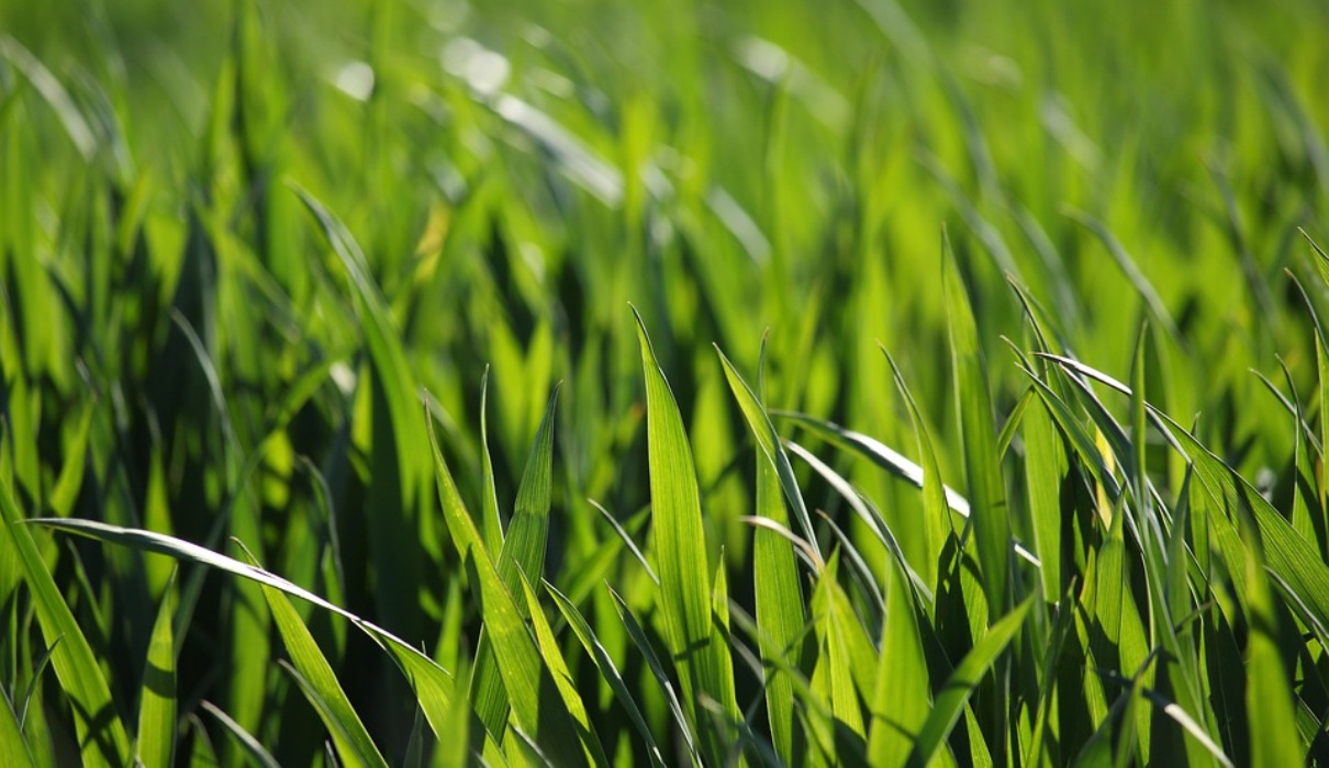 Warum man Gerstengras essen sollte