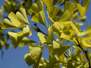 Ginkgo (Ginkgo biloba L.)