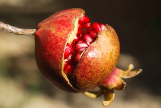 Granatapfel Granatapfel