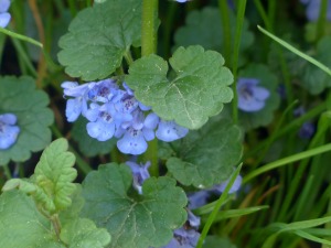 Gundelrebe (Glechoma hederacea)