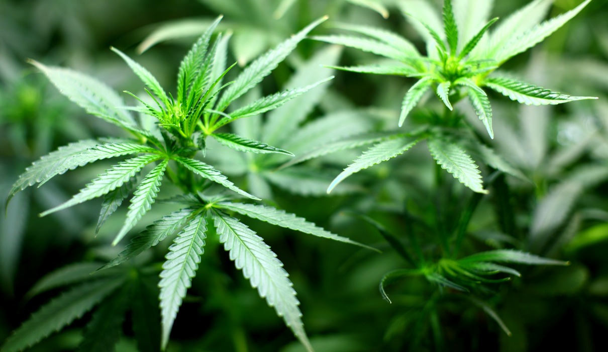 Cannabis - ein Heilmittel aus der Natur?