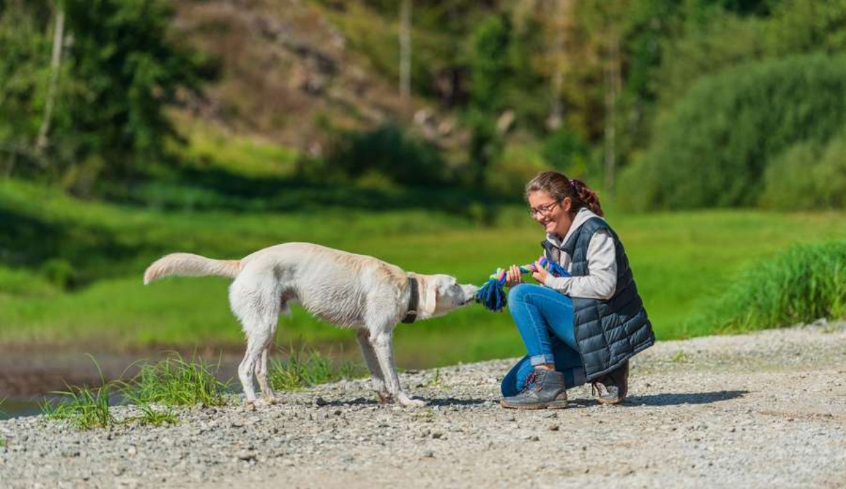 Wo Hunde gerne Urlaub machen