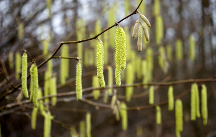Vorsicht, Frühblüher! Vorsicht, Frühblüher!