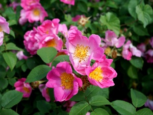 Rosa canina