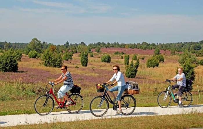 Zur "Blume des Jahres" in die Lüneburger Heide