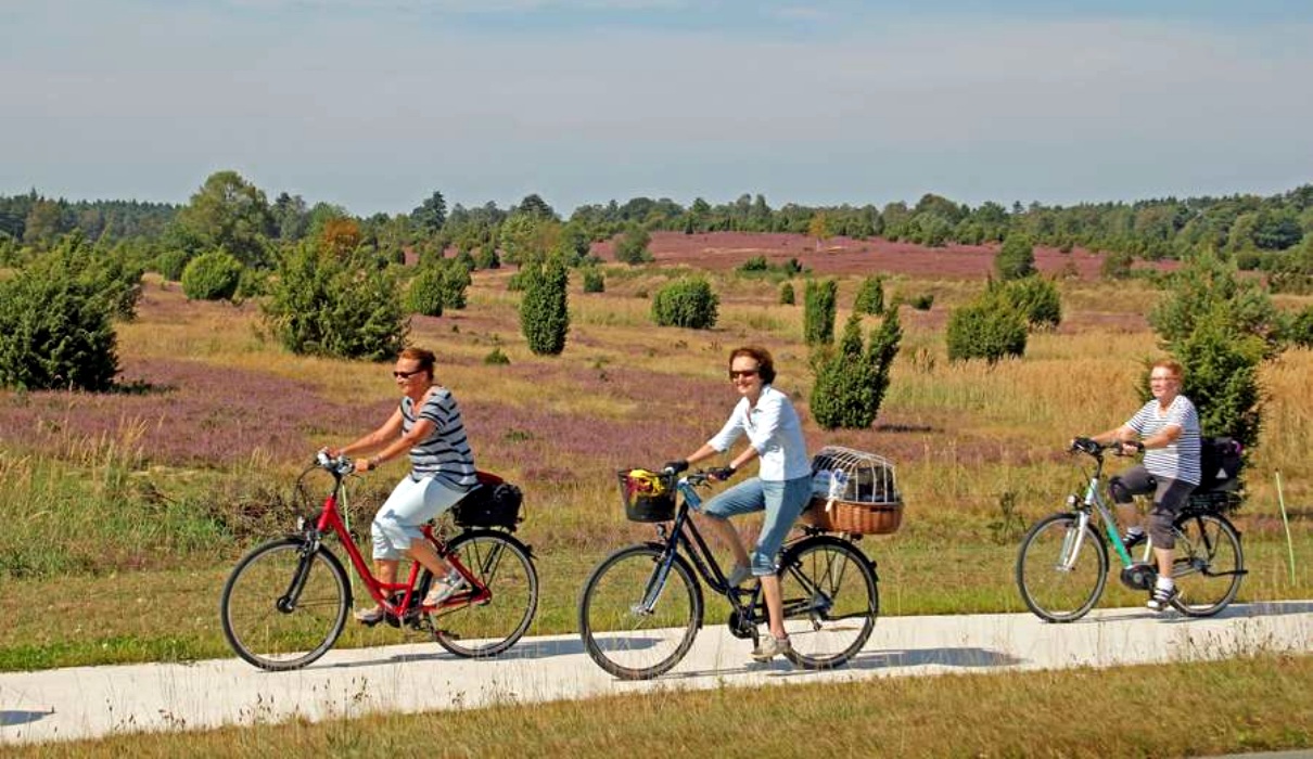 Zur "Blume des Jahres" in die Lüneburger Heide