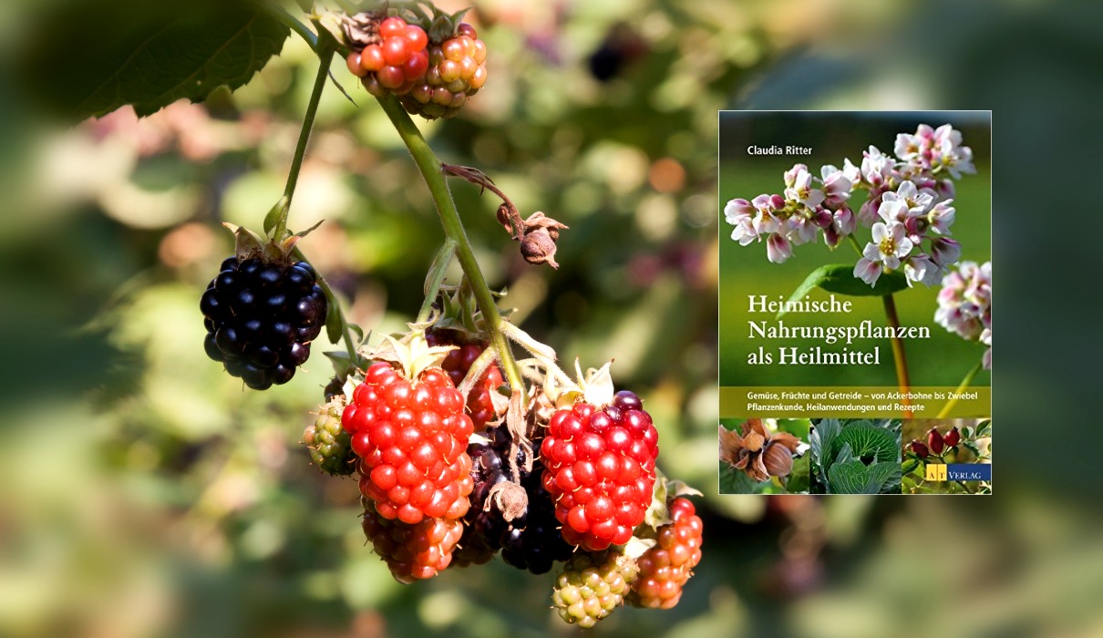 Heimische Nahrungspflanzen als Heilmittel Heimische Nahrungspflanzen als Heilmittel