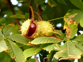 Aesculus hippocastanum Aesculus hippocastanum