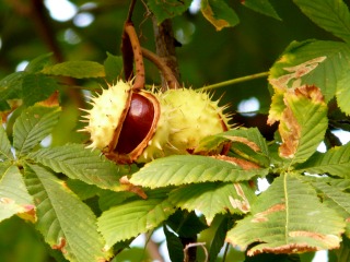 Aesculus hippocastanum