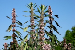 Herzgespannkraut (Leonurus cardiaca) Herzgespannkraut (Leonurus cardiaca)