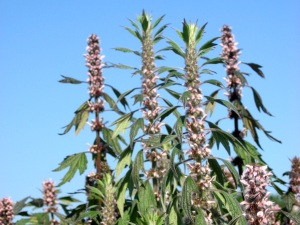 Herzgespannkraut (Leonurus cardiaca) Herzgespannkraut (Leonurus cardiaca)