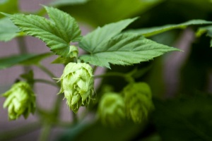 Hopfen