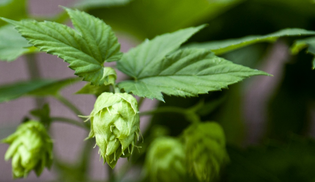 Hopfen - Schützenhilfe bei Schlafproblemen Hopfen - Schützenhilfe bei Schlafproblemen
